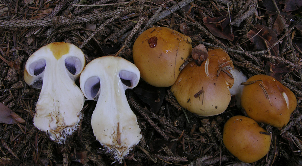 Cortinarius varius (Schaeff.) Fr.